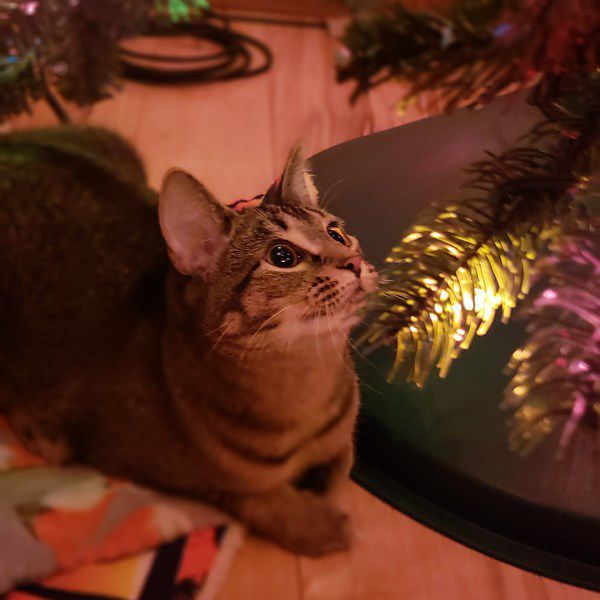 Pet Star 108.jpg